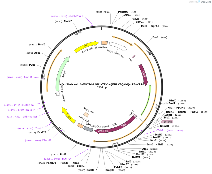 163029-plasmid-map-sequence-id-320946