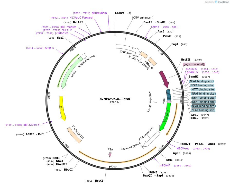 162747-plasmid-map-sequence-id-320947