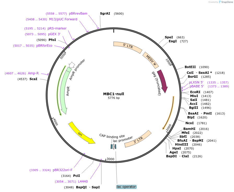 162748-plasmid-map-sequence-id-320948