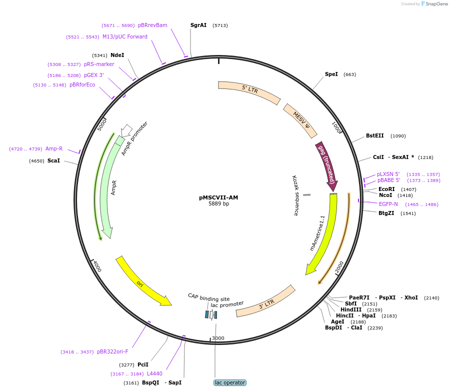 162751-plasmid-map-sequence-id-320951