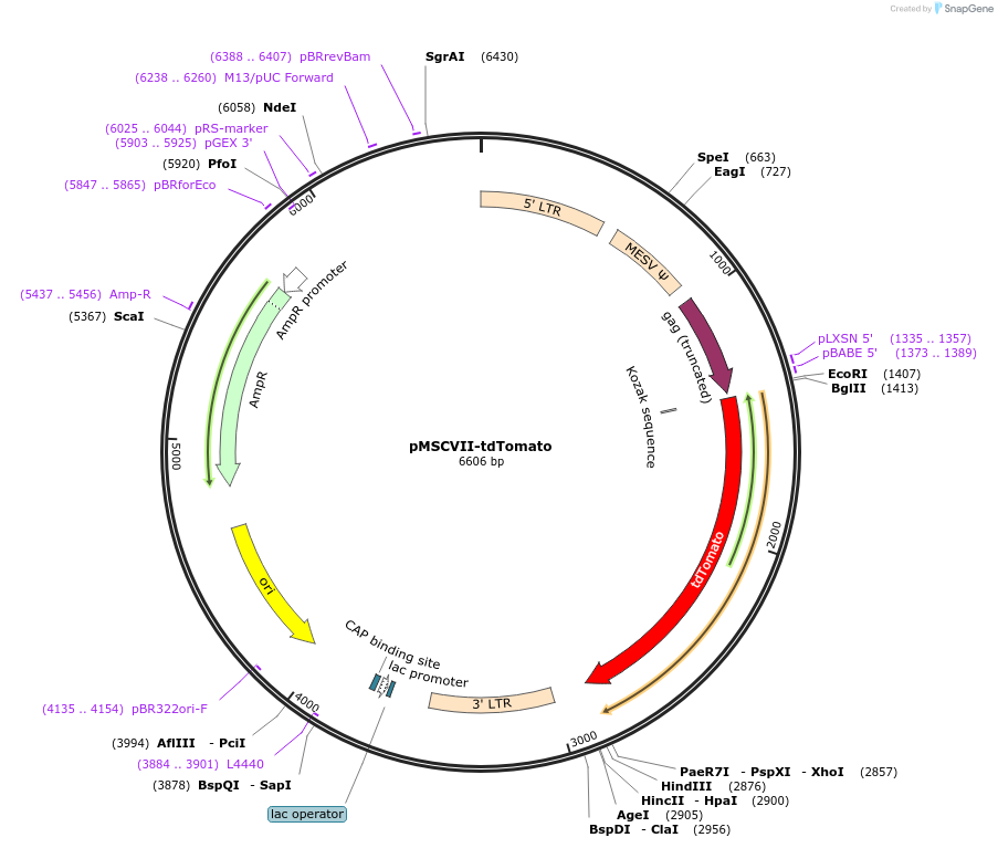 162752-plasmid-map-sequence-id-320952