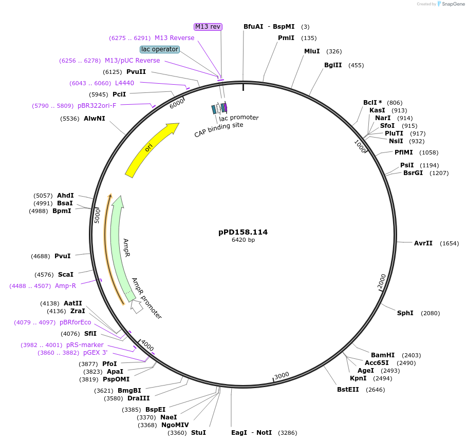 1715-plasmid-map-sequence-id-321