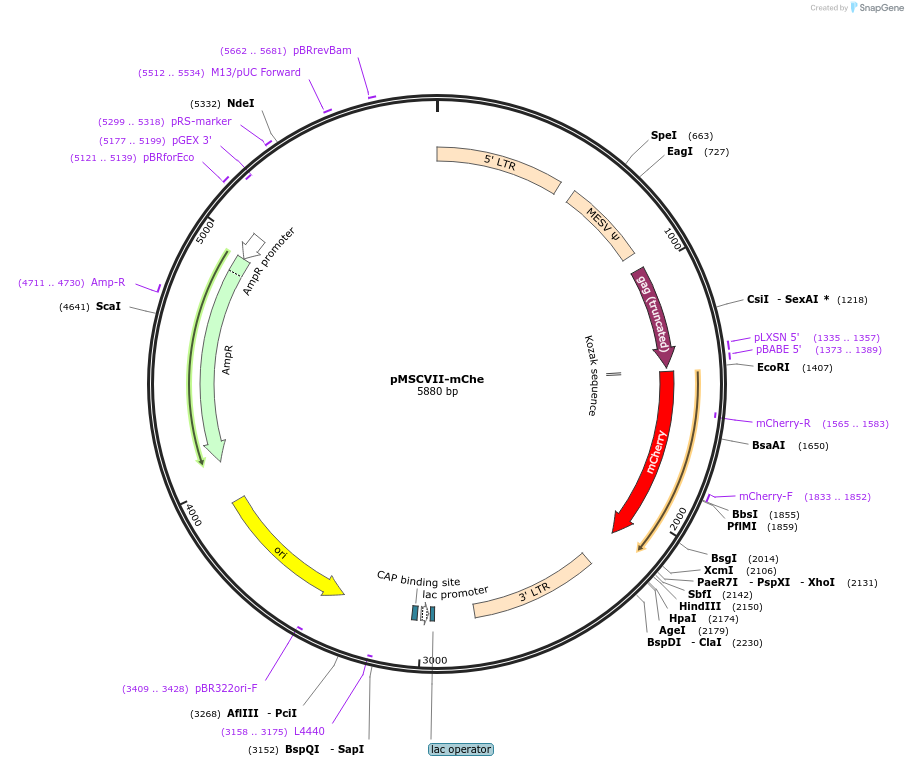 162753-plasmid-map-sequence-id-321144