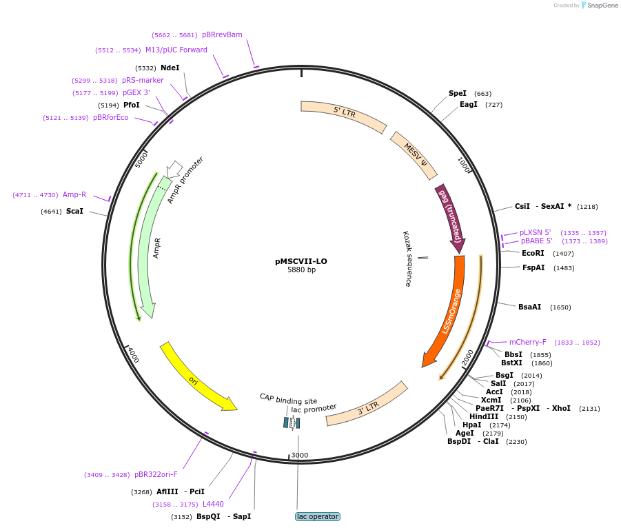 162754-plasmid-map-sequence-id-321432