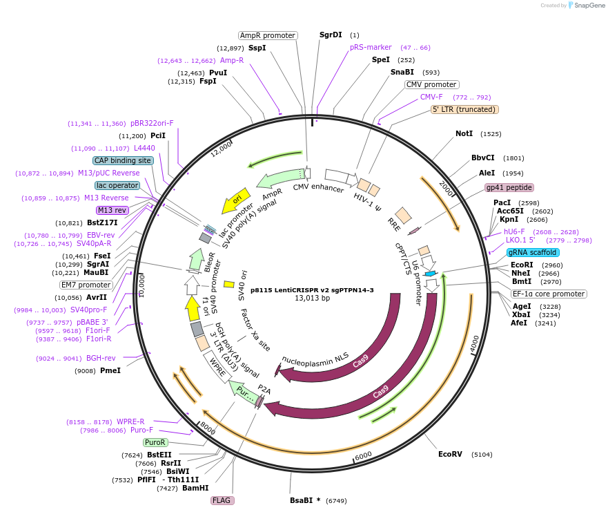 163314-plasmid-map-sequence-id-321433