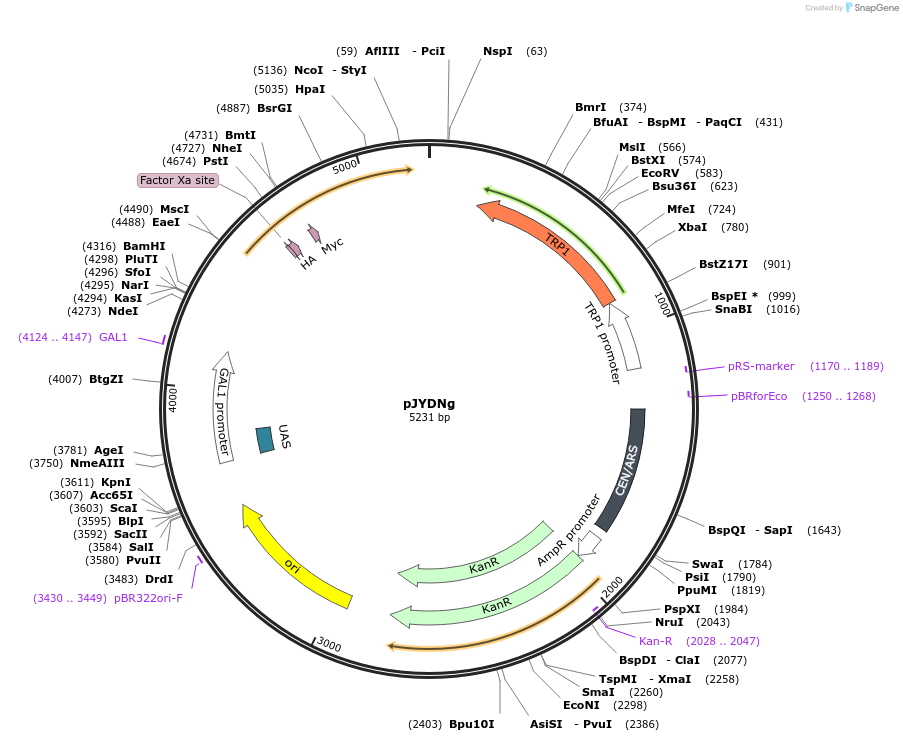 162452-plasmid-map-sequence-id-321450