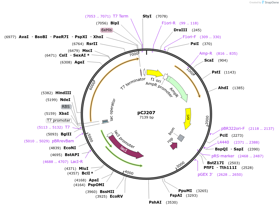 162680-plasmid-map-sequence-id-321455