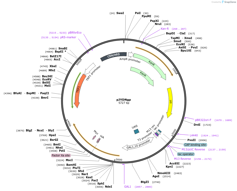 162453-plasmid-map-sequence-id-321460