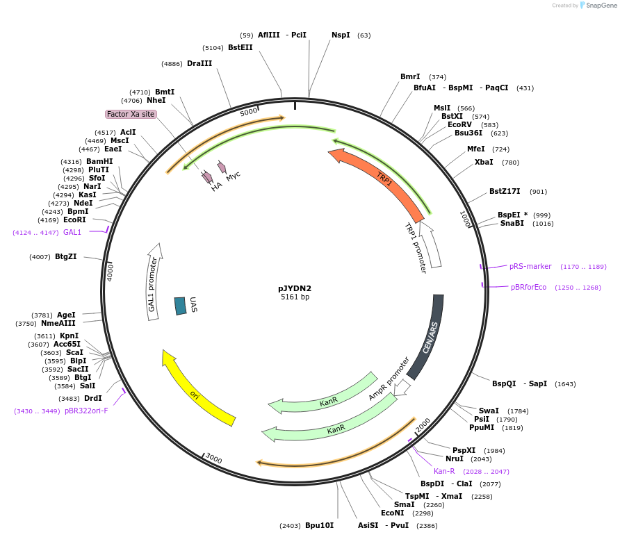 162454-plasmid-map-sequence-id-321461