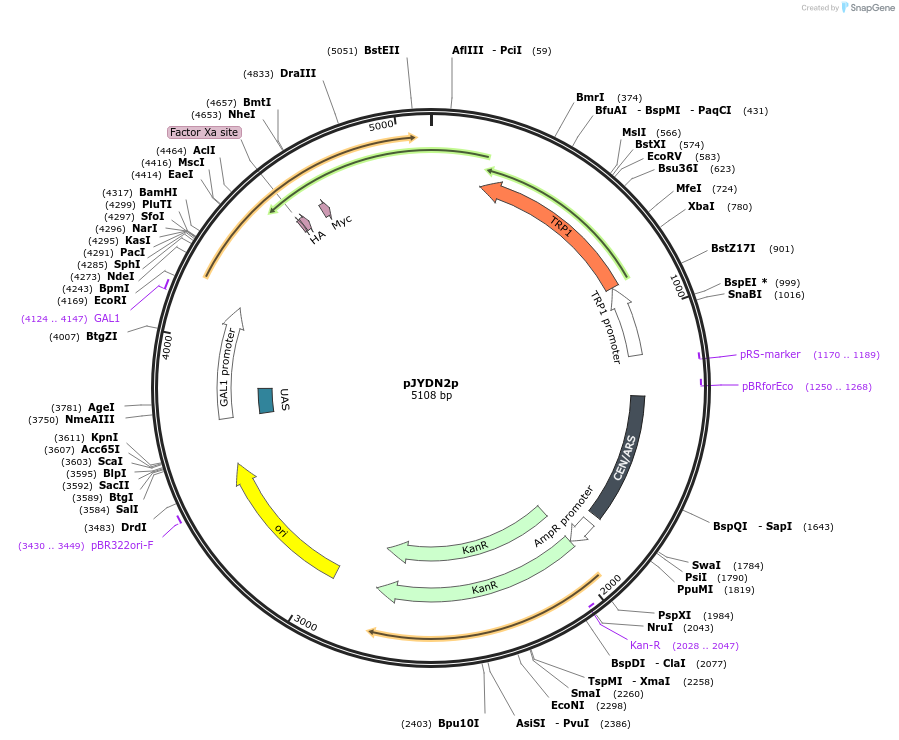 162455-plasmid-map-sequence-id-321462