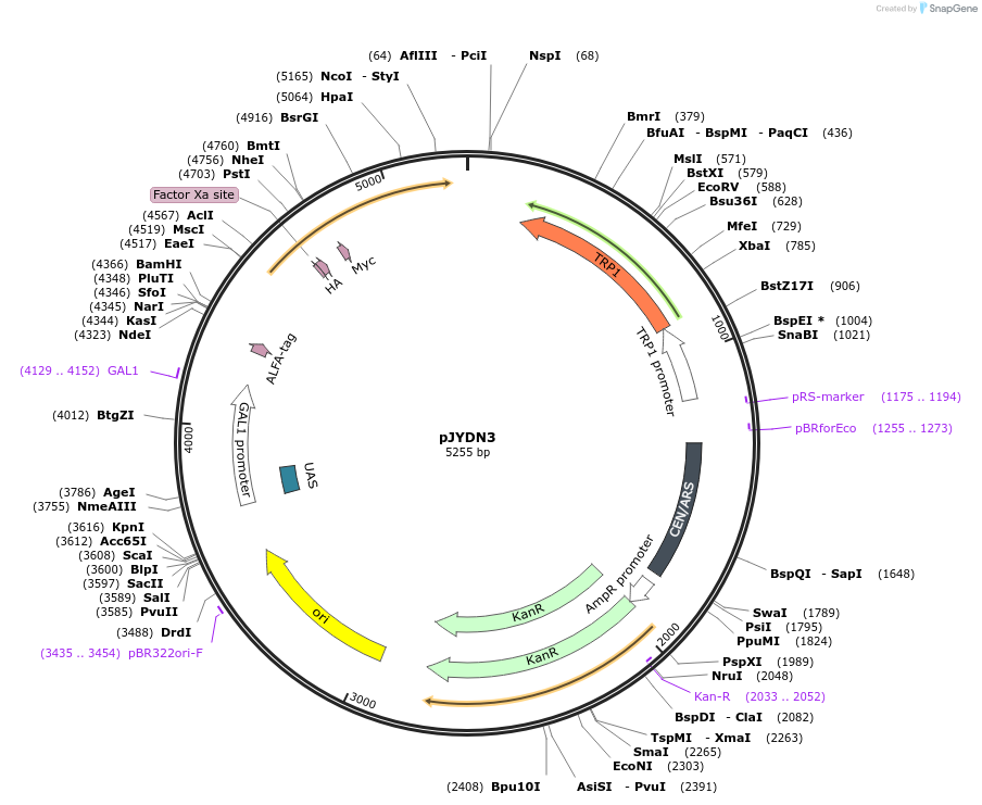 162456-plasmid-map-sequence-id-321464