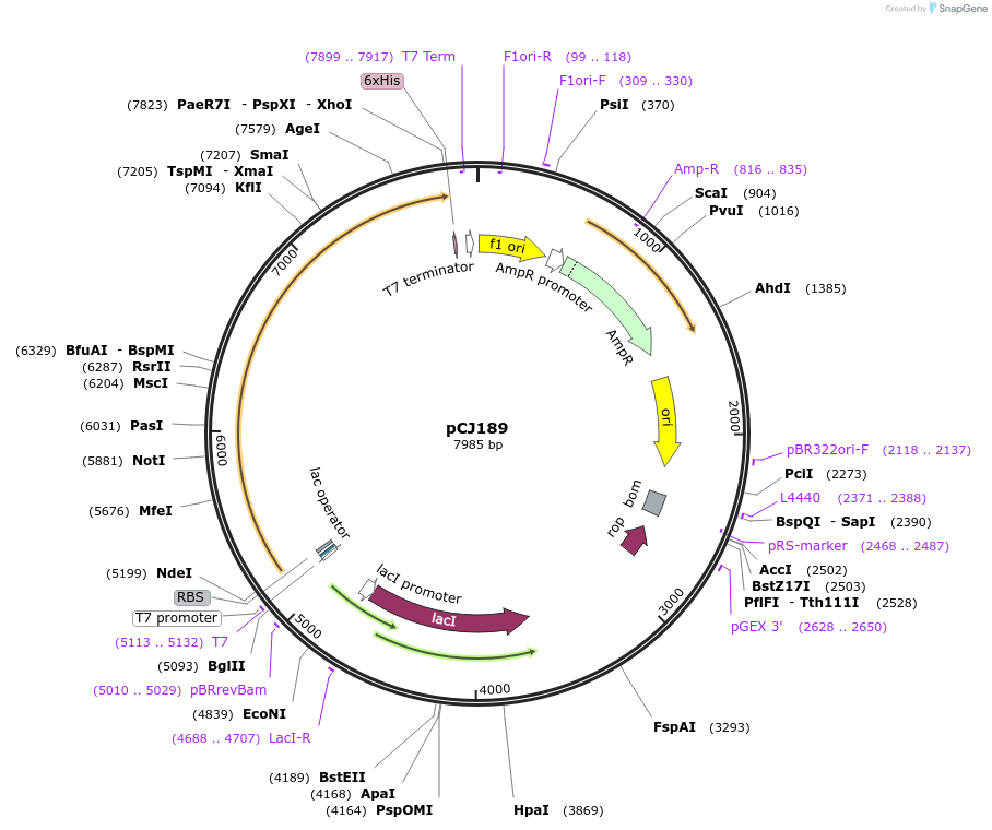 162666-plasmid-map-sequence-id-321465