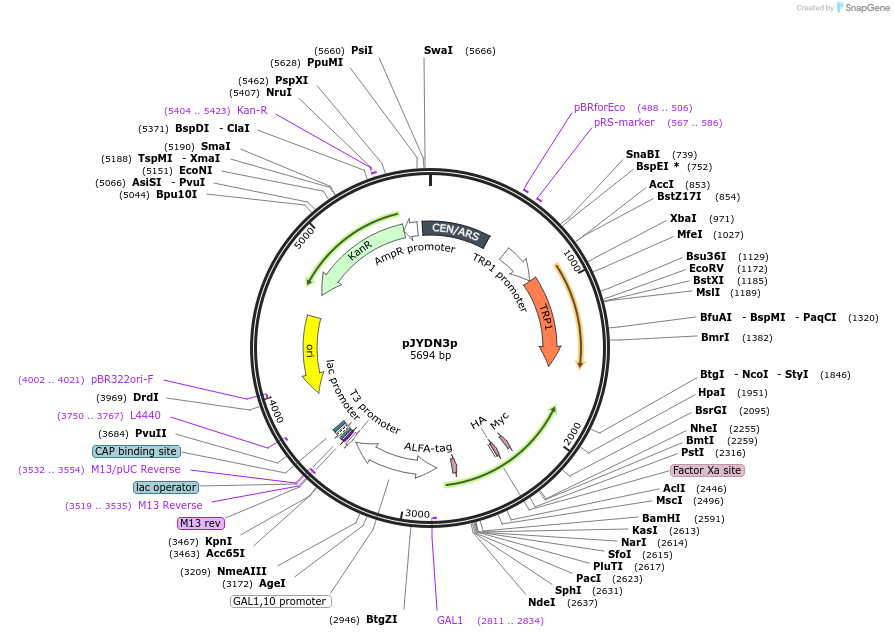 162457-plasmid-map-sequence-id-321472