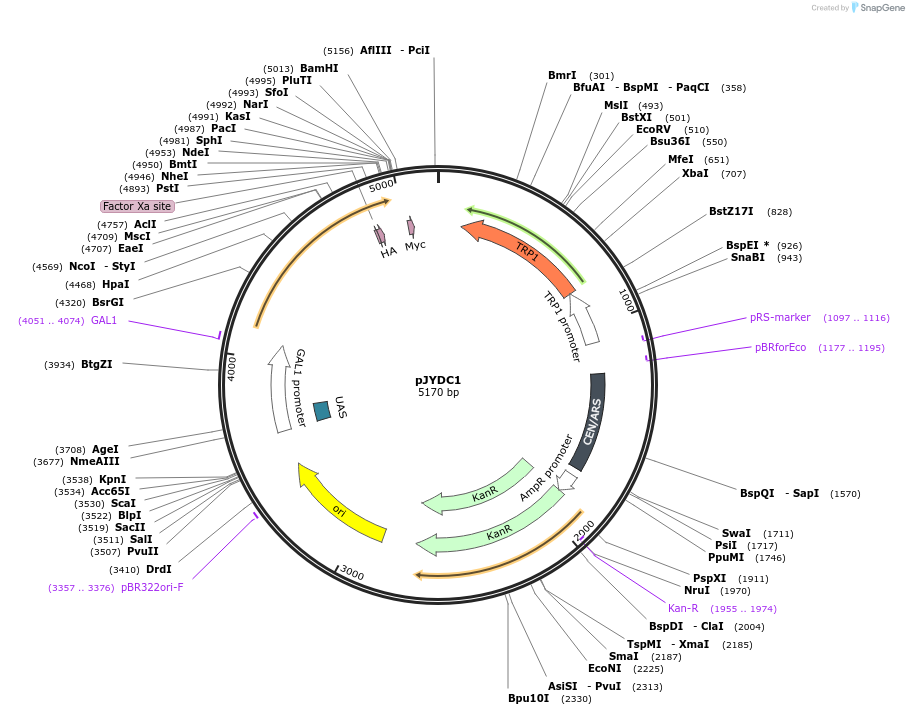 162458-plasmid-map-sequence-id-321474