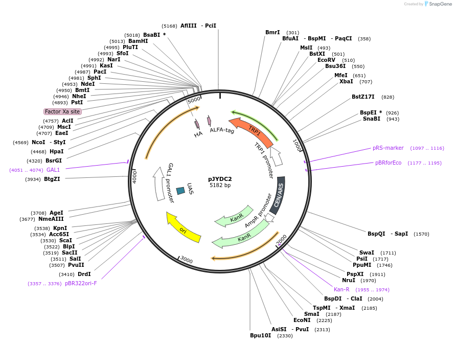 162459-plasmid-map-sequence-id-321477