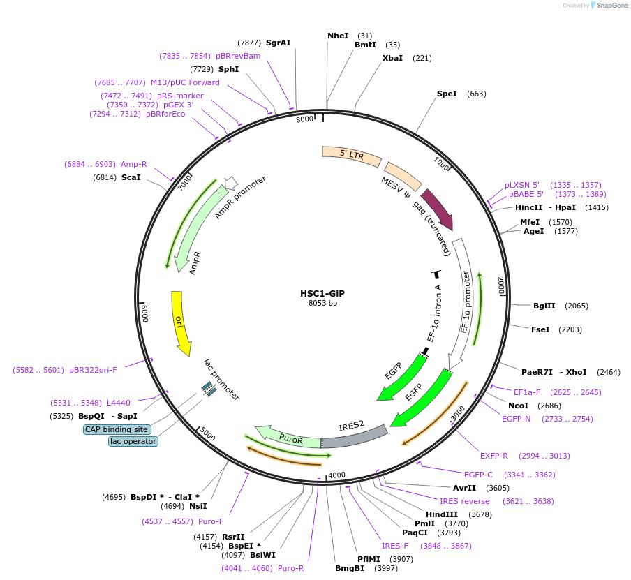 58254-plasmid-map-sequence-id-321491