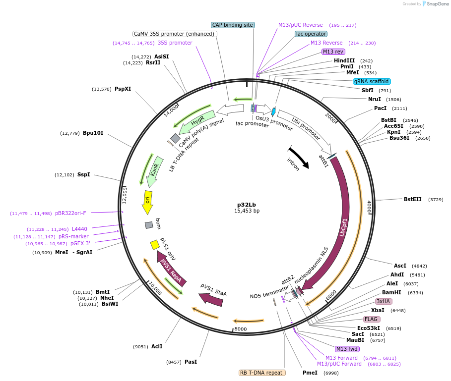 158154-plasmid-map-sequence-id-321492