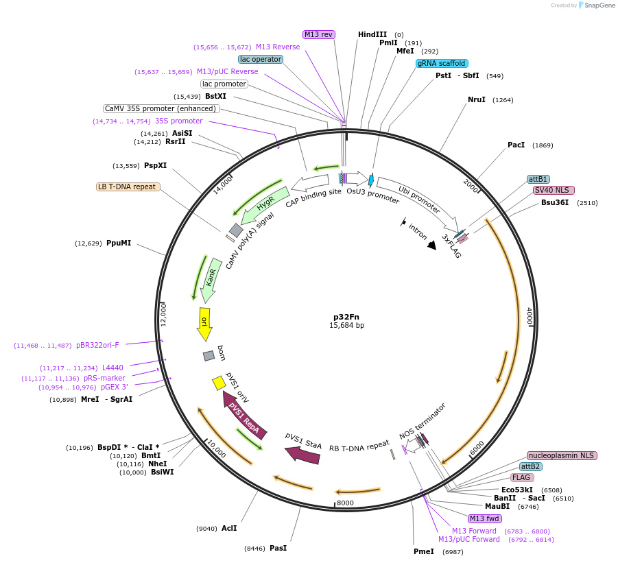 158153-plasmid-map-sequence-id-321498
