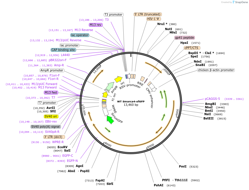 107056-plasmid-map-sequence-id-321500