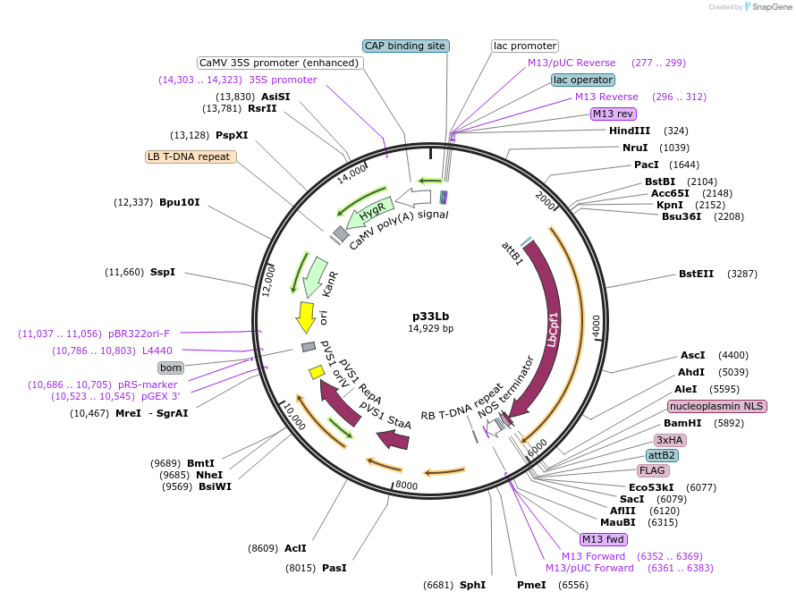 158156-plasmid-map-sequence-id-321501