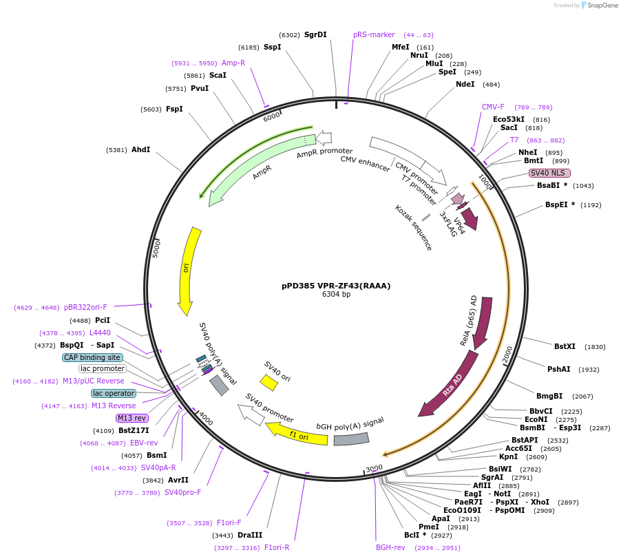 138824-plasmid-map-sequence-id-321518