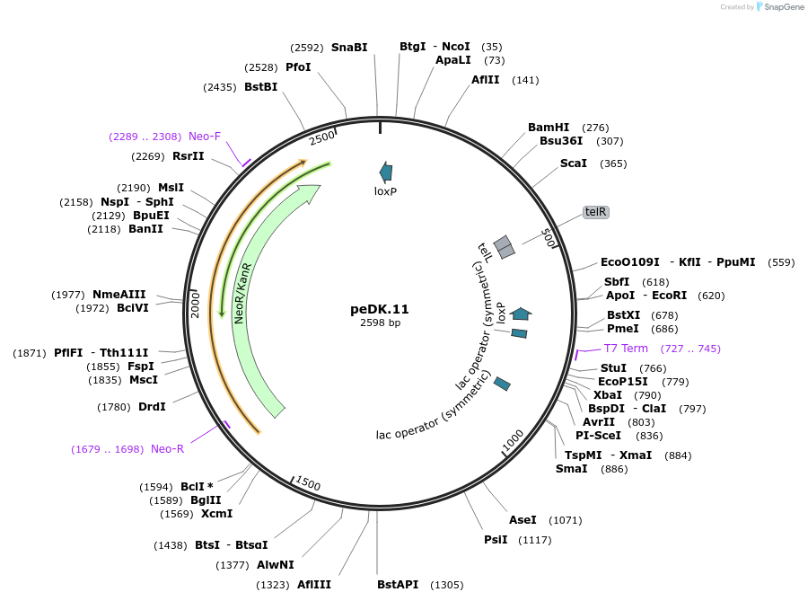 112150-plasmid-map-sequence-id-321527