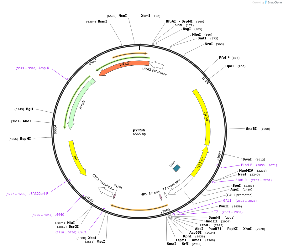 159419-plasmid-map-sequence-id-321534