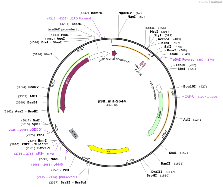159421-plasmid-map-sequence-id-321536