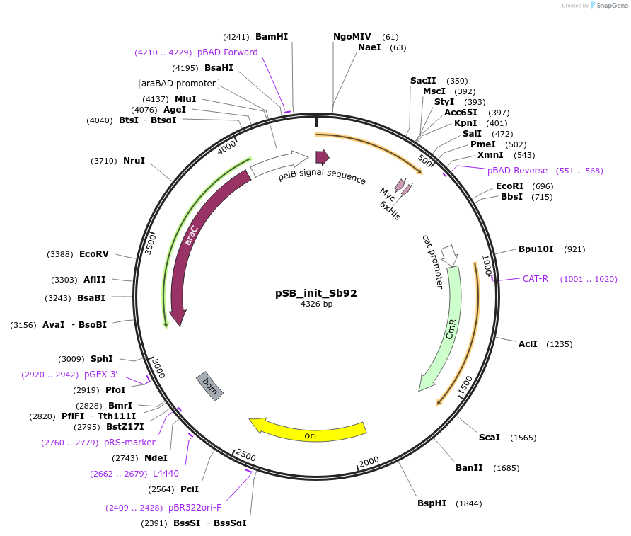159424-plasmid-map-sequence-id-321539
