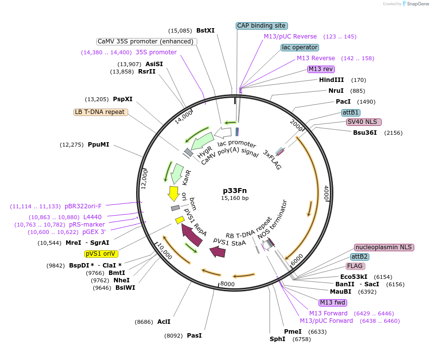 158155-plasmid-map-sequence-id-321549