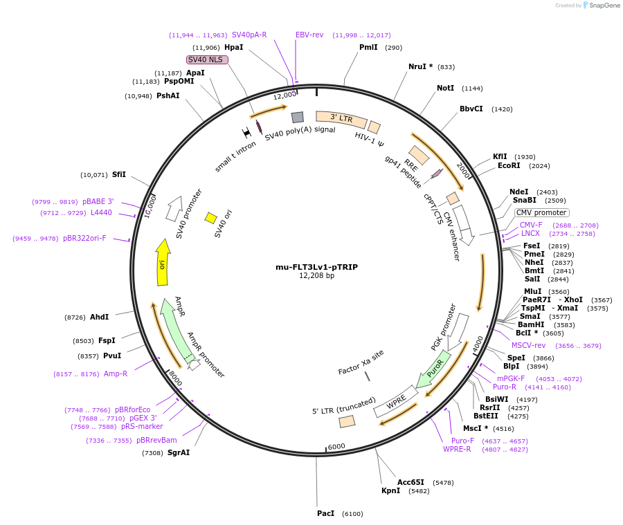 163519-plasmid-map-sequence-id-321571