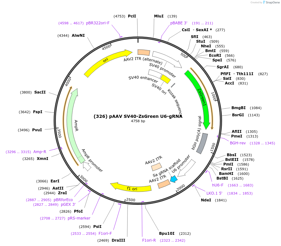 163020-plasmid-map-sequence-id-321572