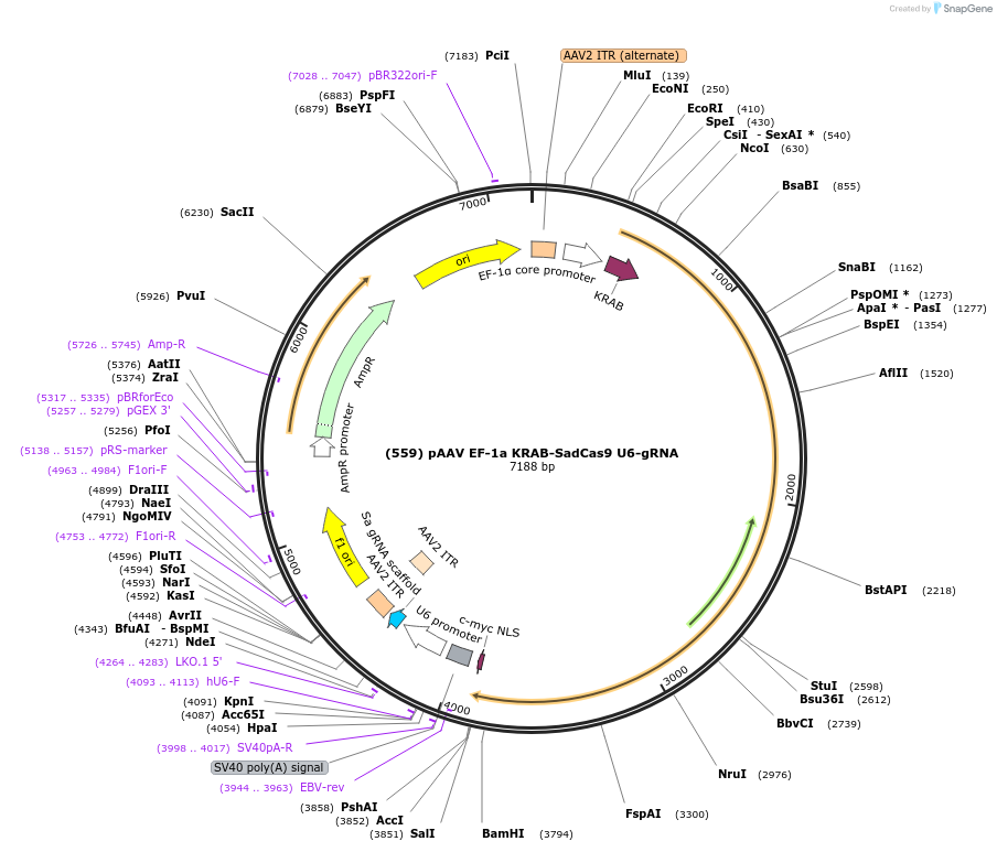 163024-plasmid-map-sequence-id-321573