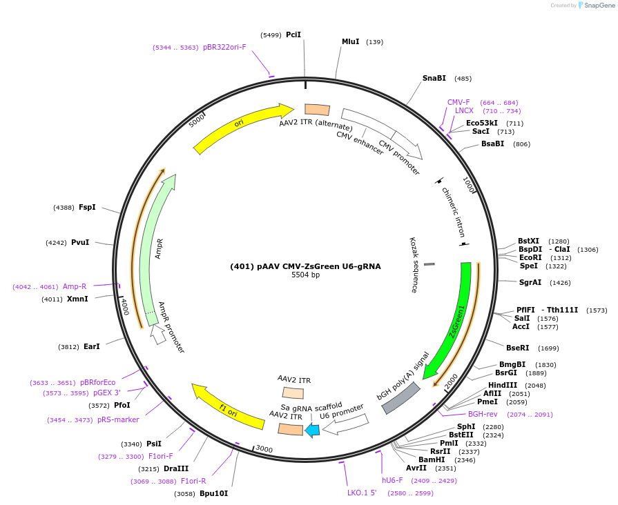 163021-plasmid-map-sequence-id-321574