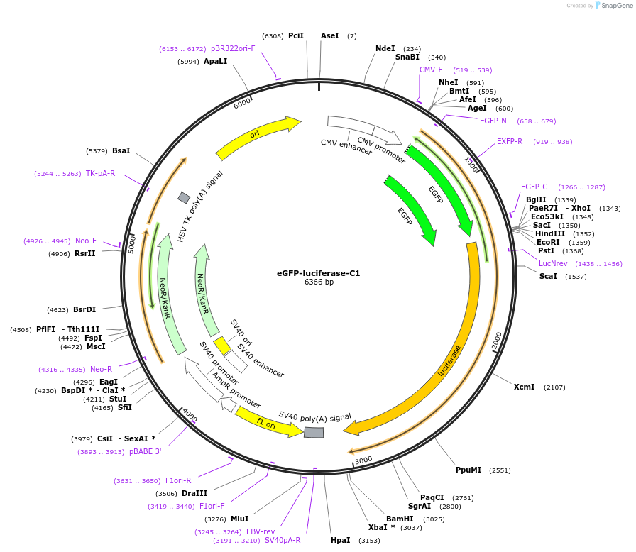 163523-plasmid-map-sequence-id-321576