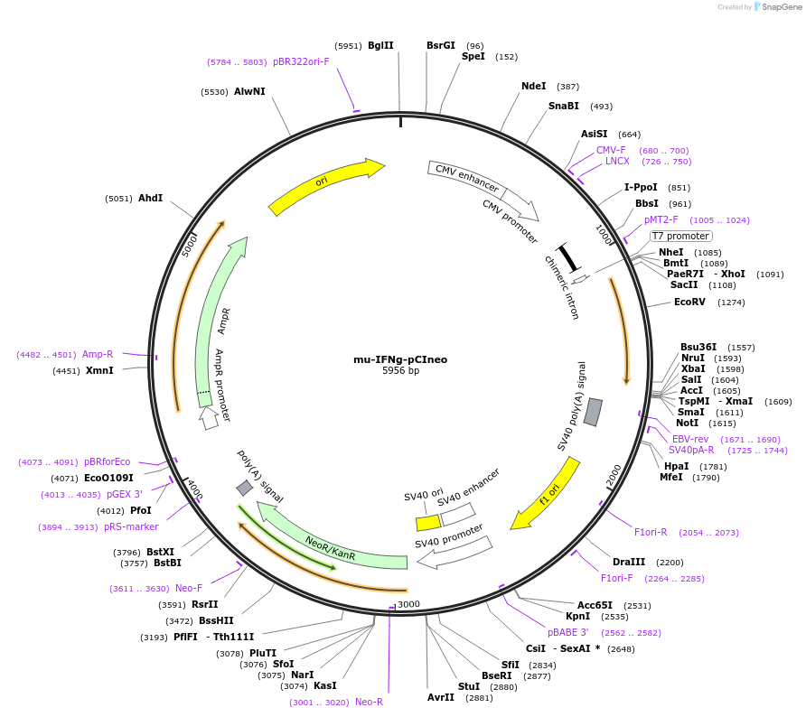 163517-plasmid-map-sequence-id-321578