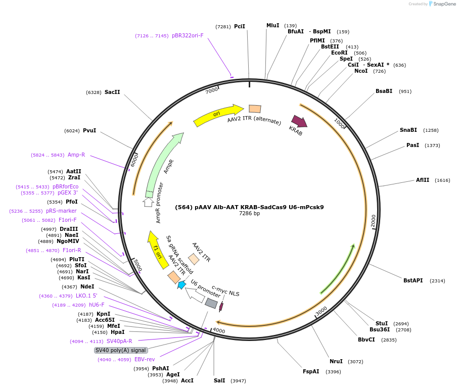 163025-plasmid-map-sequence-id-321580