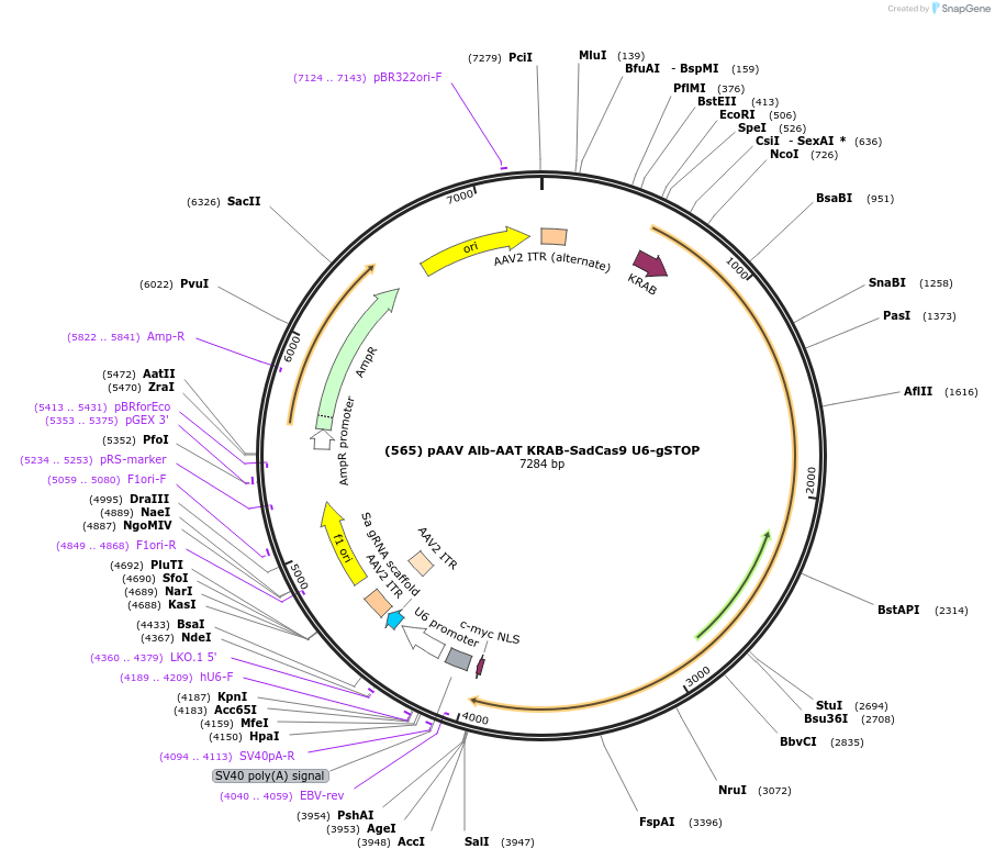 163030-plasmid-map-sequence-id-321585