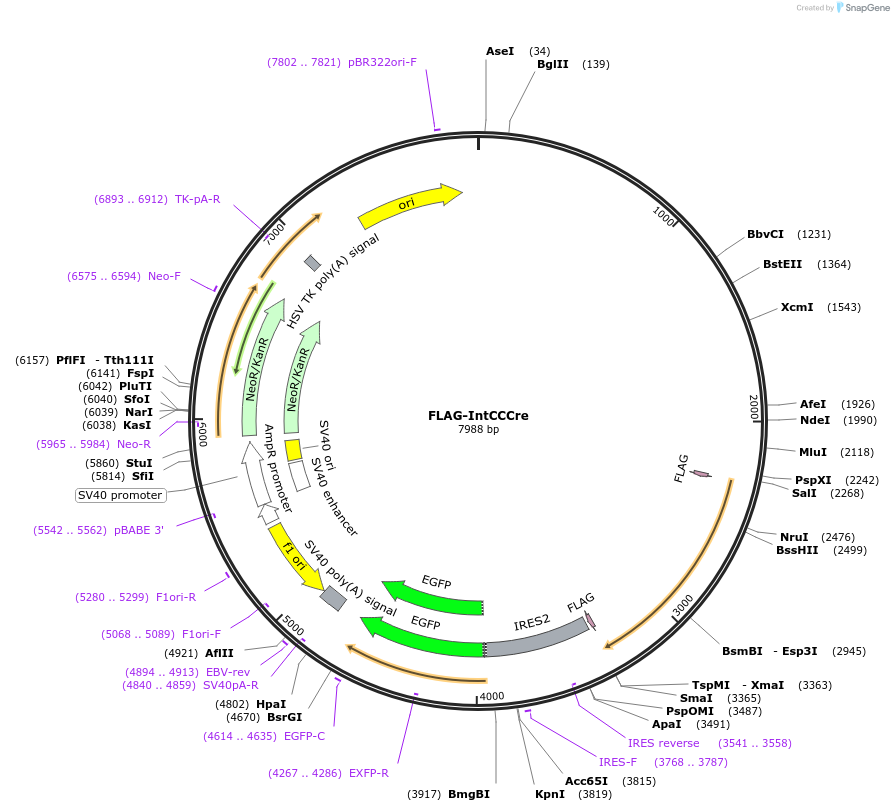 160506-plasmid-map-sequence-id-321632