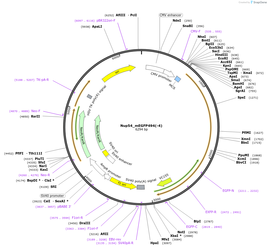 163432-plasmid-map-sequence-id-321674