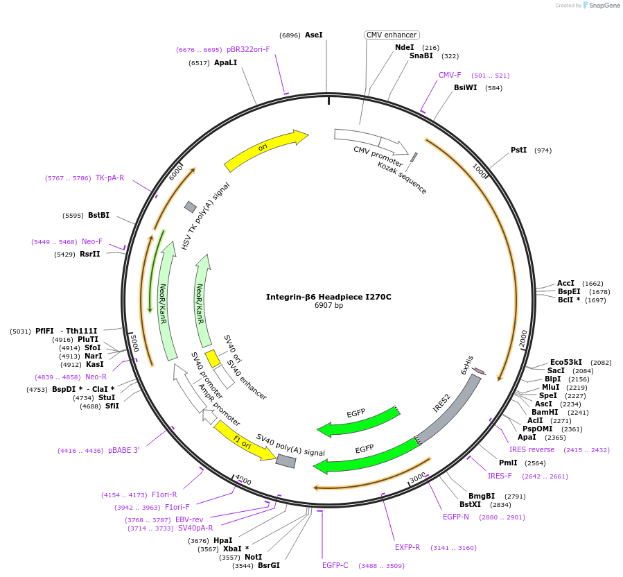 159638-plasmid-map-sequence-id-321678