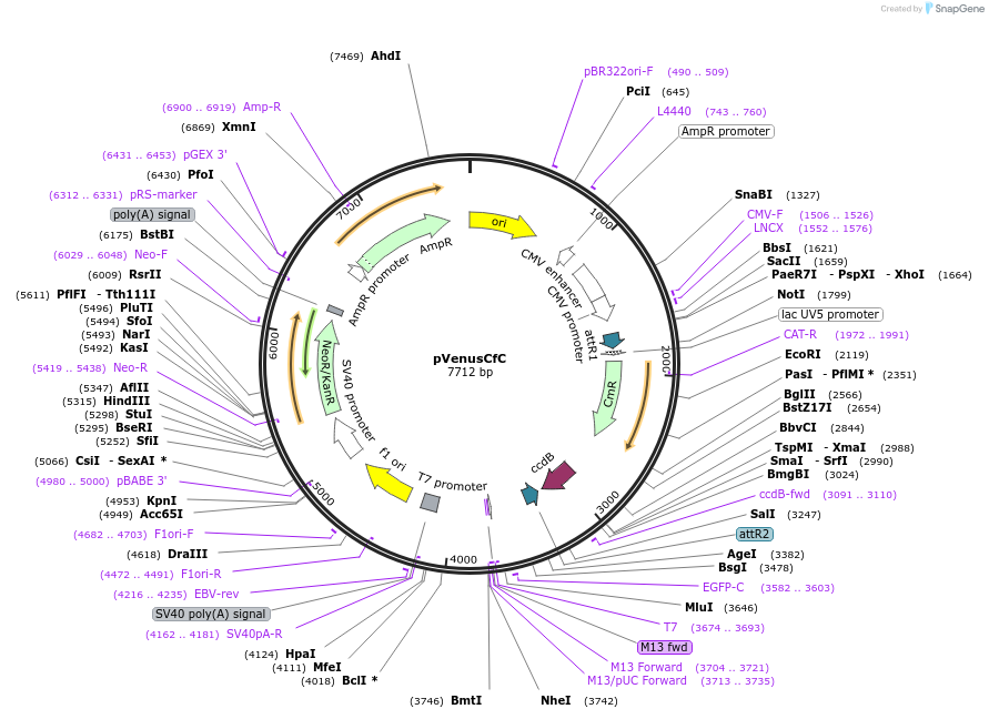 128567-plasmid-map-sequence-id-321691