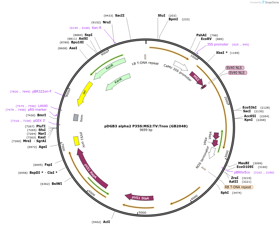 160627-plasmid-map-sequence-id-321692
