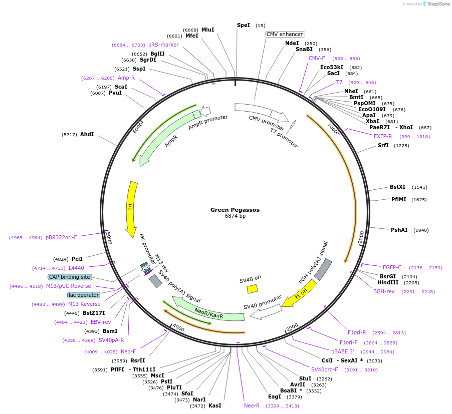 163114-plasmid-map-sequence-id-321693