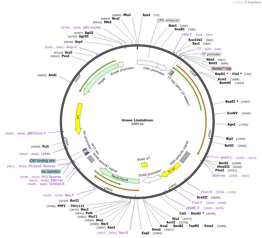 163113-plasmid-map-sequence-id-321695