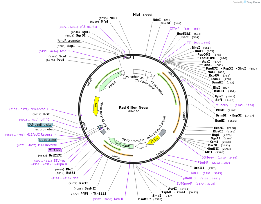 163117-plasmid-map-sequence-id-321696