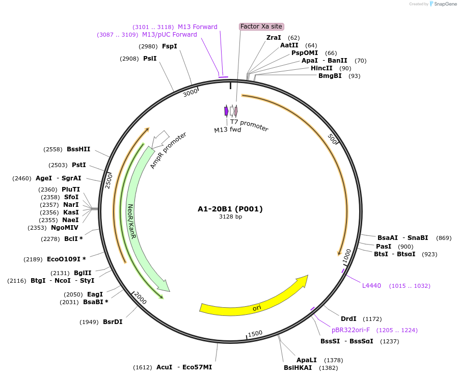 161820-plasmid-map-sequence-id-321701
