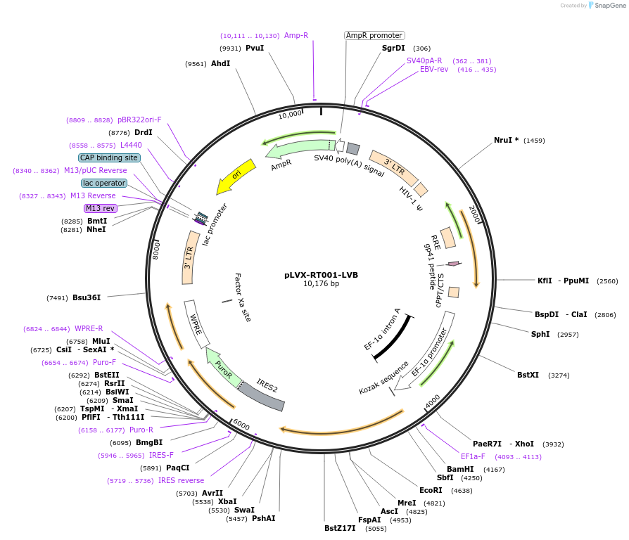 163381-plasmid-map-sequence-id-321704