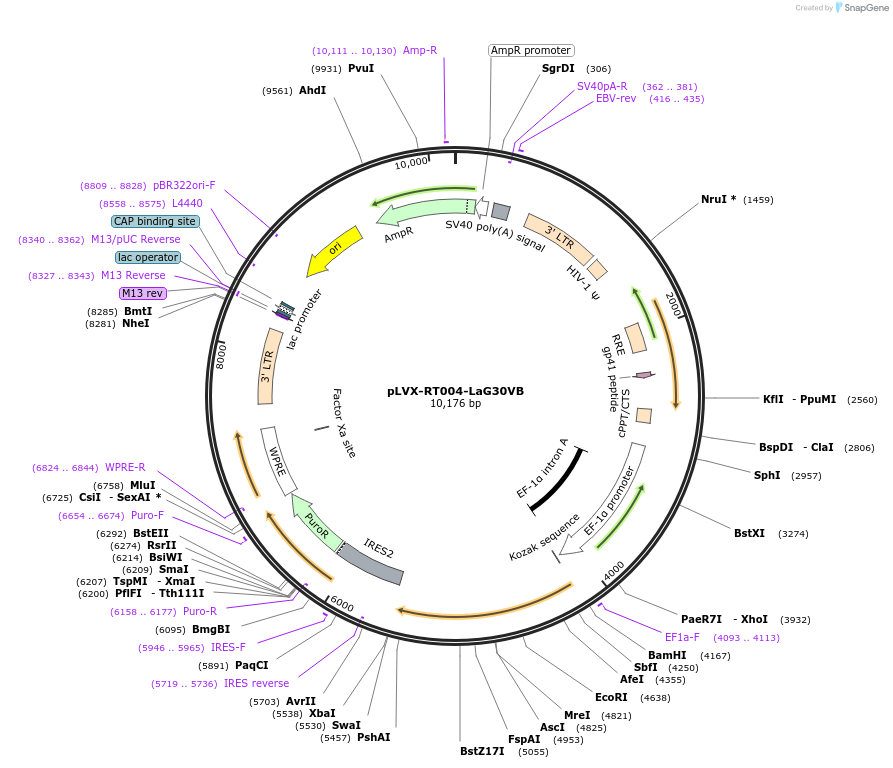 163384-plasmid-map-sequence-id-321705