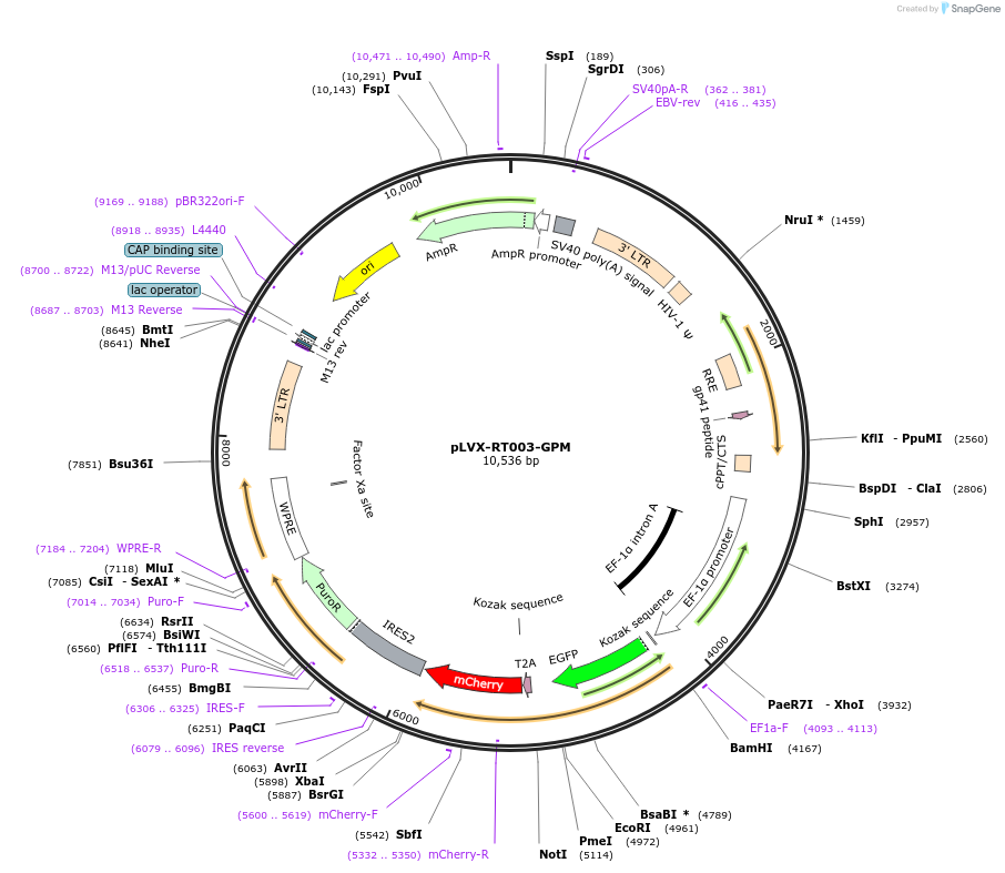 163383-plasmid-map-sequence-id-321706